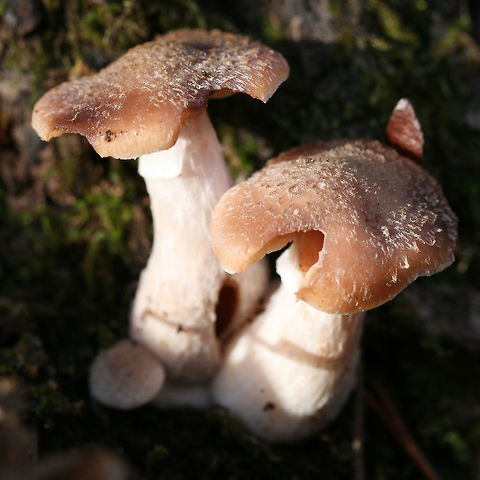 Bulbous Honey Fungus (Armillaria gallica) Habitat: Growing in a cluster on wood at the base of an old chestnut oak tree in a dense mixed hardwood/pine forest. Northwest Georgia.

Gills: lamellulae present, cream colored, slightly decurrent

Stipe: white. bulbous and yellow-stained near the base. flimsy (cobwebby) white ring zone

Cap: brown with white veil remnants. appears fuzzy.

Spore print: White.
https://www.jungledragon.com/image/64632/bulbous_honey_fungus_armillaria_gallica.html
https://www.jungledragon.com/image/64631/bulbous_honey_fungus_armillaria_gallica.html Armillaria gallica,Fall,Geotagged,United States