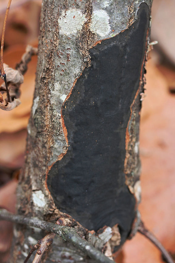 Camillea punctulata Description:<br />
Black crust fungus with an upper surface covered in small small dots.  The edge of the fungus is orange to cinnamon brown. <br />
Habitat:<br />
On a downed hardwood branch at the top of a ridge in a mixed hardwood/coniferous forest in Northwest Georgia (Gordon County), US. Camillea punctulata,Common Tarcrust,Diatrype stigma,Fall,Geotagged,Hypoxylon tinctor,United States