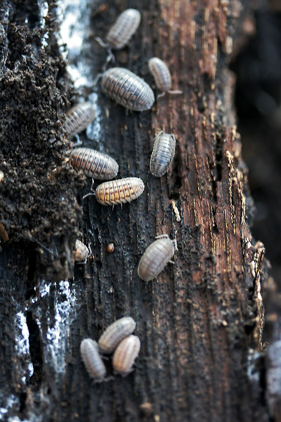 Pill Bugs (Armadillidium nasatum) Description:<br />
Isopods of multiple shades of gray with longitudinal patterns from head to rear. A slightly projected scutellum (snout) is present anteriorly. Armadillidium nasatum is thought to have originated in Britain but has been intorduced to many other areas of the world.<br />
<br />
Habitat:<br />
Found under the bark of a large, rotting willow oak tree in a back yard.<br />
<figure class="photo"><a href="https://www.jungledragon.com/image/64636/pill_bugs_armadillidium_nasatum.html" title="Pill Bugs (Armadillidium nasatum)"><img src="https://s3.amazonaws.com/media.jungledragon.com/images/3231/64636_thumb.jpg?AWSAccessKeyId=05GMT0V3GWVNE7GGM1R2&Expires=1767225610&Signature=rWib8AZzJrZUFG%2BayG6f6Oje%2Fns%3D" width="102" height="152" alt="Pill Bugs (Armadillidium nasatum) Description:<br />
Isopods of multiple shades of gray with longitudinal patterns from head to rear. A slightly projected scutellum (snout) is present anteriorly. Armadillidium nasatum is thought to have originated in Britain but has been intorduced to many other areas of the world.<br />
<br />
Habitat:<br />
Found under the bark of a large, rotting willow oak tree in a back yard.<br />
https://www.jungledragon.com/image/64635/pill_bugs_armadillidium_nasatum.html Armadillidium nasatum,Fall,Geotagged,United States" /></a></figure> Armadillidium nasatum,Fall,Geotagged,United States