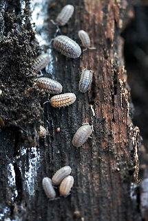 Pill Bugs (Armadillidium nasatum) Description:
Isopods of multiple shades of gray with longitudinal patterns from head to rear. A slightly projected scutellum (snout) is present anteriorly. Armadillidium nasatum is thought to have originated in Britain but has been intorduced to many other areas of the world.

Habitat:
Found under the bark of a large, rotting willow oak tree in a back yard.
https://www.jungledragon.com/image/64636/pill_bugs_armadillidium_nasatum.html Armadillidium nasatum,Fall,Geotagged,United States