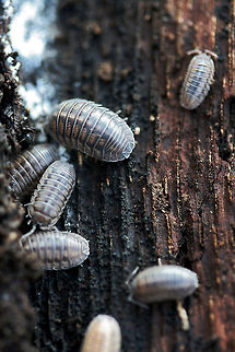 Pill Bugs (Armadillidium nasatum) Description:
Isopods of multiple shades of gray with longitudinal patterns from head to rear. A slightly projected scutellum (snout) is present anteriorly. Armadillidium nasatum is thought to have originated in Britain but has been intorduced to many other areas of the world.

Habitat:
Found under the bark of a large, rotting willow oak tree in a back yard.
https://www.jungledragon.com/image/64635/pill_bugs_armadillidium_nasatum.html Armadillidium nasatum,Fall,Geotagged,United States