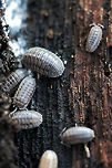 Pill Bugs (Armadillidium nasatum) Description:<br />
Isopods of multiple shades of gray with longitudinal patterns from head to rear. A slightly projected scutellum (snout) is present anteriorly. Armadillidium nasatum is thought to have originated in Britain but has been intorduced to many other areas of the world.<br />
<br />
Habitat:<br />
Found under the bark of a large, rotting willow oak tree in a back yard.<br />
https://www.jungledragon.com/image/64635/pill_bugs_armadillidium_nasatum.html Armadillidium nasatum,Fall,Geotagged,United States