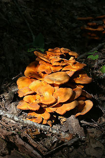 Jack O' Lantern Mushrooms (Omphalotus illudens) Description:
Brilliant orange-capped mushrooms with decurrent, pale orange gills and pale orange/yellow stipes growing in clusters. Caps are slightly depressed towards centers (in some) and convex (in others). Spore print is pale yellow. Omphalotus illudens has a history of being confused with edible golden chanterelles but can easily be distinguished from chanterelles by its true gills. Making this mistake can lead to ingestion of the poisonous compounds, illudin S and illudin M, which can lead to extreme gastrointestinal distress (with several day duration) and possible hallucinations. Interestingly enough, pharmaceutical companies have taken an interest in the cytotoxic illudins, and MGI Pharma has developed the illudin-derivative, Irofulven, for cancer treatment.

Habitat:
Top of forest ridge, growing in thick mulch/leaves below a chestnut oak tree, on buried roots. In a dense mixed hardwood forest in Northwest Georgia.
https://www.jungledragon.com/image/64644/jack_o_lantern_mushrooms_omphalotus_illudens.html Fall,Geotagged,Omphalotus illudens,United States