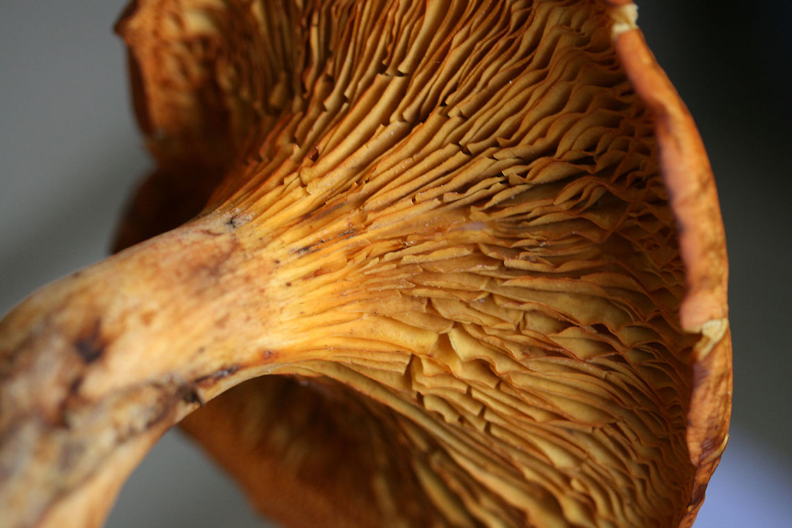 Jack O' Lantern Mushrooms (Omphalotus illudens) Description:<br />
Brilliant orange-capped mushrooms with decurrent, pale orange gills and pale orange/yellow stipes growing in clusters. Caps are slightly depressed towards centers (in some) and convex (in others). Spore print is pale yellow. Omphalotus illudens has a history of being confused with edible golden chanterelles but can easily be distinguished from chanterelles by its true gills. Making this mistake can lead to ingestion of the poisonous compounds, illudin S and illudin M, which can lead to extreme gastrointestinal distress (with several day duration) and possible hallucinations. Interestingly enough, pharmaceutical companies have taken an interest in the cytotoxic illudins, and MGI Pharma has developed the illudin-derivative, Irofulven, for cancer treatment.<br />
<br />
Habitat:<br />
Top of forest ridge, growing in thick mulch/leaves below a chestnut oak tree, on buried roots. In a dense mixed hardwood forest in Northwest Georgia.<br />
<figure class="photo"><a href="https://www.jungledragon.com/image/64643/jack_o_lantern_mushrooms_omphalotus_illudens.html" title="Jack O' Lantern Mushrooms (Omphalotus illudens)"><img src="https://s3.amazonaws.com/media.jungledragon.com/images/3231/64643_thumb.jpg?AWSAccessKeyId=05GMT0V3GWVNE7GGM1R2&Expires=1759968010&Signature=whIsRb40kUDlxP14NUt0c7EFnPo%3D" width="102" height="152" alt="Jack O' Lantern Mushrooms (Omphalotus illudens) Description:<br />
Brilliant orange-capped mushrooms with decurrent, pale orange gills and pale orange/yellow stipes growing in clusters. Caps are slightly depressed towards centers (in some) and convex (in others). Spore print is pale yellow. Omphalotus illudens has a history of being confused with edible golden chanterelles but can easily be distinguished from chanterelles by its true gills. Making this mistake can lead to ingestion of the poisonous compounds, illudin S and illudin M, which can lead to extreme gastrointestinal distress (with several day duration) and possible hallucinations. Interestingly enough, pharmaceutical companies have taken an interest in the cytotoxic illudins, and MGI Pharma has developed the illudin-derivative, Irofulven, for cancer treatment.<br />
<br />
Habitat:<br />
Top of forest ridge, growing in thick mulch/leaves below a chestnut oak tree, on buried roots. In a dense mixed hardwood forest in Northwest Georgia.<br />
https://www.jungledragon.com/image/64644/jack_o_lantern_mushrooms_omphalotus_illudens.html Fall,Geotagged,Omphalotus illudens,United States" /></a></figure> Fall,Geotagged,Omphalotus illudens,United States