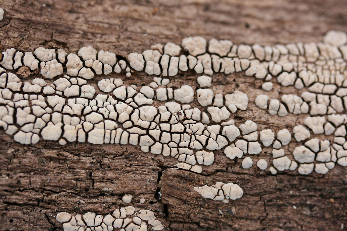 Xylobolus frustulatus Growing on deadwood on a woodland trail in Northwest Georgia (Gordon County), US.<br />
<figure class="photo"><a href="https://www.jungledragon.com/image/64670/xylobolus_frustulatus.html" title="Xylobolus frustulatus"><img src="https://s3.amazonaws.com/media.jungledragon.com/images/3231/64670_thumb.jpg?AWSAccessKeyId=05GMT0V3GWVNE7GGM1R2&Expires=1767225610&Signature=xjDKMlVWUFOVu1x%2FV%2B%2B000Bg2FQ%3D" width="200" height="134" alt="Xylobolus frustulatus Growing on deadwood on a woodland trail in Northwest Georgia (Gordon County), US.<br />
https://www.jungledragon.com/image/64669/xylobolus_frustulatus.html Ceramic fungus,Geotagged,United States,Winter,Xylobolus frustulatus" /></a></figure> Ceramic fungus,Geotagged,United States,Winter,Xylobolus frustulatus