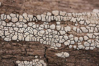 Xylobolus frustulatus Growing on deadwood on a woodland trail in Northwest Georgia (Gordon County), US.<br />
https://www.jungledragon.com/image/64670/xylobolus_frustulatus.html Ceramic fungus,Geotagged,United States,Winter,Xylobolus frustulatus