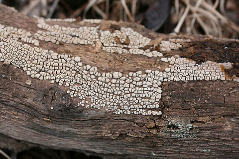 Xylobolus frustulatus Growing on deadwood on a woodland trail in Northwest Georgia (Gordon County), US.
https://www.jungledragon.com/image/64669/xylobolus_frustulatus.html Ceramic fungus,Geotagged,United States,Winter,Xylobolus frustulatus