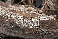 Xylobolus frustulatus Growing on deadwood on a woodland trail in Northwest Georgia (Gordon County), US.<br />
https://www.jungledragon.com/image/64669/xylobolus_frustulatus.html Ceramic fungus,Geotagged,United States,Winter,Xylobolus frustulatus