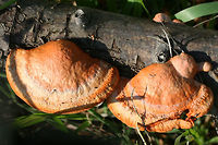Cinnabar Polypore (Trametes cinnabarina) Habitat: Growing on a downed hardwood branch on the side of a road in Northwest Georgia (Floyd County), US.<br />
<br />
Pileus: Smooth to slick, concentric zones of pale orange, white, and deeper orange.<br />
<br />
Fertile surface: VIBRANT orange pores.<br />
<br />
Chemical Analysis:<br />
KOH on pileus—>Immediate red. Over time, develops gray/black tone.<br />
KOH on flesh—> yellow to olive.<br />
KOH on pores—>yellow. <br />
https://www.jungledragon.com/image/64672/cinnabar_polypore_trametes_cinnabarina.html<br />
https://www.jungledragon.com/image/64674/cinnabar_polypore_trametes_cinnabarina.html<br />
https://www.jungledragon.com/image/64673/cinnabar_polypore_trametes_cinnabarina.html Cinnabar Polypore,Cinnabar-red Polypore,Geotagged,Pycnoporus cinnabarinus,Pycnoporus sanguineus,Trametes cinnabarina,United States,Winter