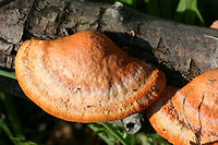 Cinnabar Polypore (Trametes cinnabarina) Habitat: Growing on a downed hardwood branch on the side of a road in Northwest Georgia (Floyd County), US.<br />
<br />
Pileus: Smooth to slick, concentric zones of pale orange, white, and deeper orange.<br />
<br />
Fertile surface: VIBRANT orange pores.<br />
<br />
Chemical Analysis:<br />
KOH on pileus—>Immediate red. Over time, develops gray/black tone.<br />
KOH on flesh—> yellow to olive.<br />
KOH on pores—>yellow.<br />
https://www.jungledragon.com/image/64671/cinnabar_polypore_trametes_cinnabarina.html<br />
https://www.jungledragon.com/image/64674/cinnabar_polypore_trametes_cinnabarina.html<br />
https://www.jungledragon.com/image/64673/cinnabar_polypore_trametes_cinnabarina.html Cinnabar Polypore,Cinnabar-red Polypore,Geotagged,Pycnoporus cinnabarinus,Trametes cinnabarina,United States,Winter
