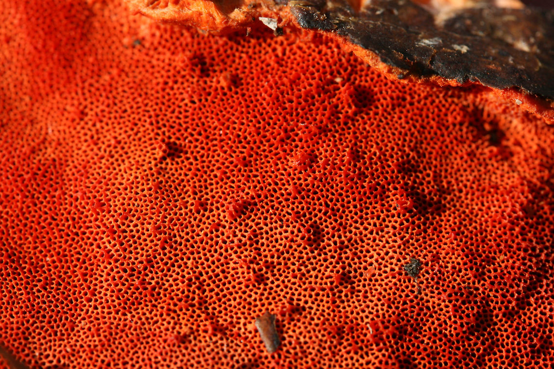 Cinnabar Polypore (Trametes cinnabarina) Habitat: Growing on a downed hardwood branch on the side of a road in Northwest Georgia (Floyd County), US.<br />
<br />
Pileus: Smooth to slick, concentric zones of pale orange, white, and deeper orange.<br />
<br />
Fertile surface: VIBRANT orange pores.<br />
<br />
Chemical Analysis:<br />
KOH on pileus&mdash;&gt;Immediate red. Over time, develops gray/black tone.<br />
KOH on flesh&mdash;&gt; yellow to olive.<br />
KOH on pores&mdash;&gt;yellow.<br />
<figure class="photo"><a href="https://www.jungledragon.com/image/64671/cinnabar_polypore_trametes_cinnabarina.html" title="Cinnabar Polypore (Trametes cinnabarina)"><img src="https://s3.amazonaws.com/media.jungledragon.com/images/3231/64671_thumb.JPG?AWSAccessKeyId=05GMT0V3GWVNE7GGM1R2&Expires=1759968010&Signature=0n6Yg%2FEYrVXz3OssNLrPy%2FzjIAw%3D" width="200" height="134" alt="Cinnabar Polypore (Trametes cinnabarina) Habitat: Growing on a downed hardwood branch on the side of a road in Northwest Georgia (Floyd County), US.<br />
<br />
Pileus: Smooth to slick, concentric zones of pale orange, white, and deeper orange.<br />
<br />
Fertile surface: VIBRANT orange pores.<br />
<br />
Chemical Analysis:<br />
KOH on pileus&mdash;&gt;Immediate red. Over time, develops gray/black tone.<br />
KOH on flesh&mdash;&gt; yellow to olive.<br />
KOH on pores&mdash;&gt;yellow. <br />
https://www.jungledragon.com/image/64672/cinnabar_polypore_trametes_cinnabarina.html<br />
https://www.jungledragon.com/image/64674/cinnabar_polypore_trametes_cinnabarina.html<br />
https://www.jungledragon.com/image/64673/cinnabar_polypore_trametes_cinnabarina.html Cinnabar Polypore,Cinnabar-red Polypore,Geotagged,Pycnoporus cinnabarinus,Pycnoporus sanguineus,Trametes cinnabarina,United States,Winter" /></a></figure><br />
<figure class="photo"><a href="https://www.jungledragon.com/image/64674/cinnabar_polypore_trametes_cinnabarina.html" title="Cinnabar Polypore (Trametes cinnabarina)"><img src="https://s3.amazonaws.com/media.jungledragon.com/images/3231/64674_thumb.JPG?AWSAccessKeyId=05GMT0V3GWVNE7GGM1R2&Expires=1759968010&Signature=PO4g7u0wUtIncPMS54iNDP%2FfkCQ%3D" width="200" height="134" alt="Cinnabar Polypore (Trametes cinnabarina) Habitat: Growing on a downed hardwood branch on the side of a road in Northwest Georgia (Floyd County), US.<br />
<br />
Pileus: Smooth to slick, concentric zones of pale orange, white, and deeper orange.<br />
<br />
Fertile surface: VIBRANT orange pores.<br />
<br />
Chemical Analysis:<br />
KOH on pileus&mdash;&gt;Immediate red. Over time, develops gray/black tone.<br />
KOH on flesh&mdash;&gt; yellow to olive.<br />
KOH on pores&mdash;&gt;yellow.<br />
https://www.jungledragon.com/image/64671/cinnabar_polypore_trametes_cinnabarina.html<br />
https://www.jungledragon.com/image/64672/cinnabar_polypore_trametes_cinnabarina.html<br />
https://www.jungledragon.com/image/64673/cinnabar_polypore_trametes_cinnabarina.html Cinnabar Polypore,Cinnabar-red Polypore,Geotagged,Pycnoporus cinnabarinus,Trametes cinnabarina,United States,Winter" /></a></figure><br />
<figure class="photo"><a href="https://www.jungledragon.com/image/64672/cinnabar_polypore_trametes_cinnabarina.html" title="Cinnabar Polypore (Trametes cinnabarina)"><img src="https://s3.amazonaws.com/media.jungledragon.com/images/3231/64672_thumb.JPG?AWSAccessKeyId=05GMT0V3GWVNE7GGM1R2&Expires=1759968010&Signature=p8%2Fcpj3l42JxsLZGW8UJSj7VKA0%3D" width="200" height="134" alt="Cinnabar Polypore (Trametes cinnabarina) Habitat: Growing on a downed hardwood branch on the side of a road in Northwest Georgia (Floyd County), US.<br />
<br />
Pileus: Smooth to slick, concentric zones of pale orange, white, and deeper orange.<br />
<br />
Fertile surface: VIBRANT orange pores.<br />
<br />
Chemical Analysis:<br />
KOH on pileus&mdash;&gt;Immediate red. Over time, develops gray/black tone.<br />
KOH on flesh&mdash;&gt; yellow to olive.<br />
KOH on pores&mdash;&gt;yellow.<br />
https://www.jungledragon.com/image/64671/cinnabar_polypore_trametes_cinnabarina.html<br />
https://www.jungledragon.com/image/64674/cinnabar_polypore_trametes_cinnabarina.html<br />
https://www.jungledragon.com/image/64673/cinnabar_polypore_trametes_cinnabarina.html Cinnabar Polypore,Cinnabar-red Polypore,Geotagged,Pycnoporus cinnabarinus,Trametes cinnabarina,United States,Winter" /></a></figure> Cinnabar Polypore,Cinnabar-red Polypore,Geotagged,Pycnoporus cinnabarinus,Trametes cinnabarina,United States,Winter
