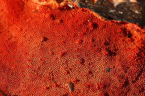 Cinnabar Polypore (Trametes cinnabarina) Habitat: Growing on a downed hardwood branch on the side of a road in Northwest Georgia (Floyd County), US.

Pileus: Smooth to slick, concentric zones of pale orange, white, and deeper orange.

Fertile surface: VIBRANT orange pores.

Chemical Analysis:
KOH on pileus&mdash;>Immediate red. Over time, develops gray/black tone.
KOH on flesh&mdash;> yellow to olive.
KOH on pores&mdash;>yellow.
https://www.jungledragon.com/image/64671/cinnabar_polypore_trametes_cinnabarina.html
https://www.jungledragon.com/image/64674/cinnabar_polypore_trametes_cinnabarina.html
https://www.jungledragon.com/image/64672/cinnabar_polypore_trametes_cinnabarina.html Cinnabar Polypore,Cinnabar-red Polypore,Geotagged,Pycnoporus cinnabarinus,Trametes cinnabarina,United States,Winter