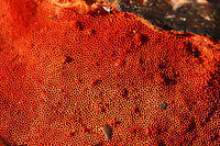 Cinnabar Polypore (Trametes cinnabarina) Habitat: Growing on a downed hardwood branch on the side of a road in Northwest Georgia (Floyd County), US.<br />
<br />
Pileus: Smooth to slick, concentric zones of pale orange, white, and deeper orange.<br />
<br />
Fertile surface: VIBRANT orange pores.<br />
<br />
Chemical Analysis:<br />
KOH on pileus—>Immediate red. Over time, develops gray/black tone.<br />
KOH on flesh—> yellow to olive.<br />
KOH on pores—>yellow.<br />
https://www.jungledragon.com/image/64671/cinnabar_polypore_trametes_cinnabarina.html<br />
https://www.jungledragon.com/image/64674/cinnabar_polypore_trametes_cinnabarina.html<br />
https://www.jungledragon.com/image/64672/cinnabar_polypore_trametes_cinnabarina.html Cinnabar Polypore,Cinnabar-red Polypore,Geotagged,Pycnoporus cinnabarinus,Trametes cinnabarina,United States,Winter