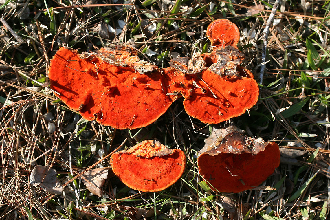 Cinnabar Polypore (Trametes cinnabarina) Habitat: Growing on a downed hardwood branch on the side of a road in Northwest Georgia (Floyd County), US.<br />
<br />
Pileus: Smooth to slick, concentric zones of pale orange, white, and deeper orange.<br />
<br />
Fertile surface: VIBRANT orange pores.<br />
<br />
Chemical Analysis:<br />
KOH on pileus&mdash;&gt;Immediate red. Over time, develops gray/black tone.<br />
KOH on flesh&mdash;&gt; yellow to olive.<br />
KOH on pores&mdash;&gt;yellow.<br />
<figure class="photo"><a href="https://www.jungledragon.com/image/64671/cinnabar_polypore_trametes_cinnabarina.html" title="Cinnabar Polypore (Trametes cinnabarina)"><img src="https://s3.amazonaws.com/media.jungledragon.com/images/3231/64671_thumb.JPG?AWSAccessKeyId=05GMT0V3GWVNE7GGM1R2&Expires=1763596810&Signature=Z%2BUnojLeb8z2J8mN018KbQpE0hM%3D" width="200" height="134" alt="Cinnabar Polypore (Trametes cinnabarina) Habitat: Growing on a downed hardwood branch on the side of a road in Northwest Georgia (Floyd County), US.<br />
<br />
Pileus: Smooth to slick, concentric zones of pale orange, white, and deeper orange.<br />
<br />
Fertile surface: VIBRANT orange pores.<br />
<br />
Chemical Analysis:<br />
KOH on pileus&mdash;&gt;Immediate red. Over time, develops gray/black tone.<br />
KOH on flesh&mdash;&gt; yellow to olive.<br />
KOH on pores&mdash;&gt;yellow. <br />
https://www.jungledragon.com/image/64672/cinnabar_polypore_trametes_cinnabarina.html<br />
https://www.jungledragon.com/image/64674/cinnabar_polypore_trametes_cinnabarina.html<br />
https://www.jungledragon.com/image/64673/cinnabar_polypore_trametes_cinnabarina.html Cinnabar Polypore,Cinnabar-red Polypore,Geotagged,Pycnoporus cinnabarinus,Pycnoporus sanguineus,Trametes cinnabarina,United States,Winter" /></a></figure><br />
<figure class="photo"><a href="https://www.jungledragon.com/image/64672/cinnabar_polypore_trametes_cinnabarina.html" title="Cinnabar Polypore (Trametes cinnabarina)"><img src="https://s3.amazonaws.com/media.jungledragon.com/images/3231/64672_thumb.JPG?AWSAccessKeyId=05GMT0V3GWVNE7GGM1R2&Expires=1763596810&Signature=AKYcfRQiD7tHe8BFdpEjRAwC2Wg%3D" width="200" height="134" alt="Cinnabar Polypore (Trametes cinnabarina) Habitat: Growing on a downed hardwood branch on the side of a road in Northwest Georgia (Floyd County), US.<br />
<br />
Pileus: Smooth to slick, concentric zones of pale orange, white, and deeper orange.<br />
<br />
Fertile surface: VIBRANT orange pores.<br />
<br />
Chemical Analysis:<br />
KOH on pileus&mdash;&gt;Immediate red. Over time, develops gray/black tone.<br />
KOH on flesh&mdash;&gt; yellow to olive.<br />
KOH on pores&mdash;&gt;yellow.<br />
https://www.jungledragon.com/image/64671/cinnabar_polypore_trametes_cinnabarina.html<br />
https://www.jungledragon.com/image/64674/cinnabar_polypore_trametes_cinnabarina.html<br />
https://www.jungledragon.com/image/64673/cinnabar_polypore_trametes_cinnabarina.html Cinnabar Polypore,Cinnabar-red Polypore,Geotagged,Pycnoporus cinnabarinus,Trametes cinnabarina,United States,Winter" /></a></figure><br />
<figure class="photo"><a href="https://www.jungledragon.com/image/64673/cinnabar_polypore_trametes_cinnabarina.html" title="Cinnabar Polypore (Trametes cinnabarina)"><img src="https://s3.amazonaws.com/media.jungledragon.com/images/3231/64673_thumb.JPG?AWSAccessKeyId=05GMT0V3GWVNE7GGM1R2&Expires=1763596810&Signature=tv%2BHgn%2BSQ7JTZht8cnyTUMrx7cg%3D" width="200" height="134" alt="Cinnabar Polypore (Trametes cinnabarina) Habitat: Growing on a downed hardwood branch on the side of a road in Northwest Georgia (Floyd County), US.<br />
<br />
Pileus: Smooth to slick, concentric zones of pale orange, white, and deeper orange.<br />
<br />
Fertile surface: VIBRANT orange pores.<br />
<br />
Chemical Analysis:<br />
KOH on pileus&mdash;&gt;Immediate red. Over time, develops gray/black tone.<br />
KOH on flesh&mdash;&gt; yellow to olive.<br />
KOH on pores&mdash;&gt;yellow.<br />
https://www.jungledragon.com/image/64671/cinnabar_polypore_trametes_cinnabarina.html<br />
https://www.jungledragon.com/image/64674/cinnabar_polypore_trametes_cinnabarina.html<br />
https://www.jungledragon.com/image/64672/cinnabar_polypore_trametes_cinnabarina.html Cinnabar Polypore,Cinnabar-red Polypore,Geotagged,Pycnoporus cinnabarinus,Trametes cinnabarina,United States,Winter" /></a></figure> Cinnabar Polypore,Cinnabar-red Polypore,Geotagged,Pycnoporus cinnabarinus,Trametes cinnabarina,United States,Winter