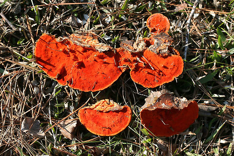 Cinnabar Polypore (Trametes cinnabarina) Habitat: Growing on a downed hardwood branch on the side of a road in Northwest Georgia (Floyd County), US.

Pileus: Smooth to slick, concentric zones of pale orange, white, and deeper orange.

Fertile surface: VIBRANT orange pores.

Chemical Analysis:
KOH on pileus—>Immediate red. Over time, develops gray/black tone.
KOH on flesh—> yellow to olive.
KOH on pores—>yellow.
https://www.jungledragon.com/image/64671/cinnabar_polypore_trametes_cinnabarina.html
https://www.jungledragon.com/image/64672/cinnabar_polypore_trametes_cinnabarina.html
https://www.jungledragon.com/image/64673/cinnabar_polypore_trametes_cinnabarina.html Cinnabar Polypore,Cinnabar-red Polypore,Geotagged,Pycnoporus cinnabarinus,Trametes cinnabarina,United States,Winter