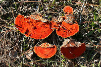Cinnabar Polypore (Trametes cinnabarina) Habitat: Growing on a downed hardwood branch on the side of a road in Northwest Georgia (Floyd County), US.<br />
<br />
Pileus: Smooth to slick, concentric zones of pale orange, white, and deeper orange.<br />
<br />
Fertile surface: VIBRANT orange pores.<br />
<br />
Chemical Analysis:<br />
KOH on pileus—>Immediate red. Over time, develops gray/black tone.<br />
KOH on flesh—> yellow to olive.<br />
KOH on pores—>yellow.<br />
https://www.jungledragon.com/image/64671/cinnabar_polypore_trametes_cinnabarina.html<br />
https://www.jungledragon.com/image/64672/cinnabar_polypore_trametes_cinnabarina.html<br />
https://www.jungledragon.com/image/64673/cinnabar_polypore_trametes_cinnabarina.html Cinnabar Polypore,Cinnabar-red Polypore,Geotagged,Pycnoporus cinnabarinus,Trametes cinnabarina,United States,Winter