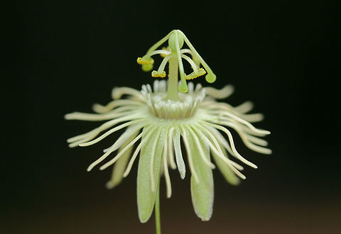 Yellow Passionflower (Passiflora lutea) The yellow passionflower are finally in bloom! At the base of a ridge at the edge of a dense mixed hardwood/coniferous forest in NW Georgia (Gordon County), US. 

Note: These flowers are quite small compared to other passionflower species (only about 1-1.5 cm in diameter).

Unfortunately, a huge storm was on the way when I took this shot. It was rather dark out and the lightning had already started (so I was rushed to get some photos in before we left our land). Geotagged,Passiflora lutea,Summer,United States