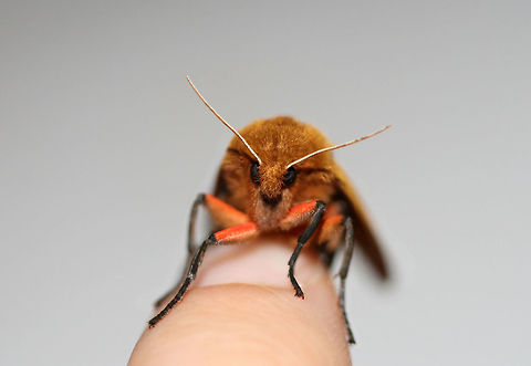 Isabella Tiger Moth (Pyrrharctia isabella) At porchlights near an overgrown backyard habitat in NW Georgia (Gordon County), US.
https://www.jungledragon.com/image/64678/isabella_tiger_moth_pyrrharctia_isabella.html
https://www.jungledragon.com/image/64677/isabella_tiger_moth_pyrrharctia_isabella.html Banded woolly bear,Geotagged,Pyrrharctia isabella,Summer,United States