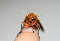 Isabella Tiger Moth (Pyrrharctia isabella) At porchlights near an overgrown backyard habitat in NW Georgia (Gordon County), US.<br />
https://www.jungledragon.com/image/64678/isabella_tiger_moth_pyrrharctia_isabella.html<br />
https://www.jungledragon.com/image/64677/isabella_tiger_moth_pyrrharctia_isabella.html Banded woolly bear,Geotagged,Pyrrharctia isabella,Summer,United States