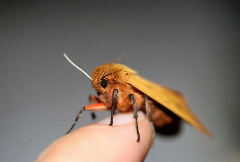 Isabella Tiger Moth (Pyrrharctia isabella) At porchlights near an overgrown backyard habitat in NW Georgia (Gordon County), US.
https://www.jungledragon.com/image/64676/isabella_tiger_moth_pyrrharctia_isabella.html
https://www.jungledragon.com/image/64678/isabella_tiger_moth_pyrrharctia_isabella.html Banded woolly bear,Geotagged,Pyrrharctia isabella,Summer,United States