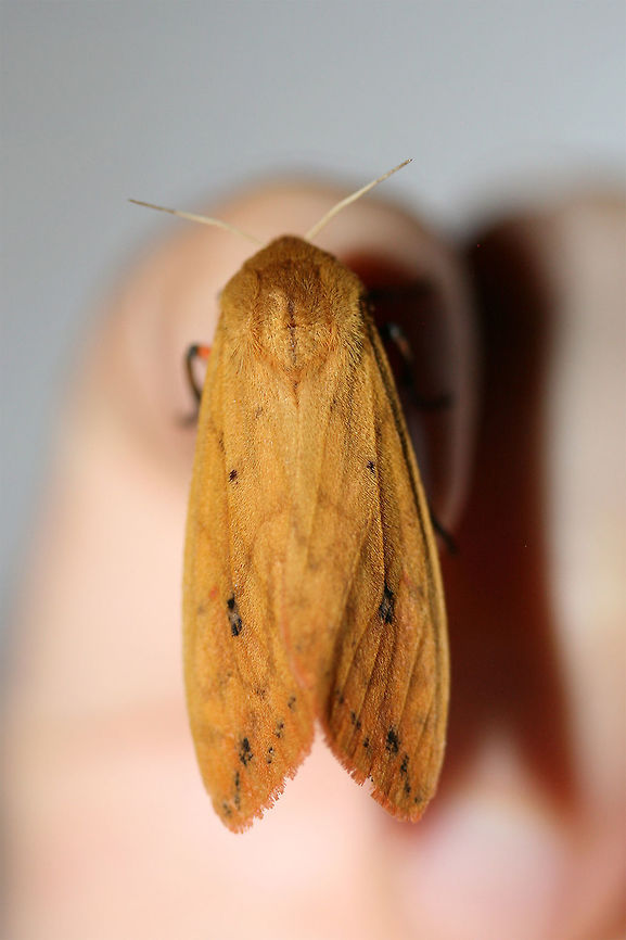 Isabella Tiger Moth (Pyrrharctia isabella) At porchlights near an overgrown backyard habitat in NW Georgia (Gordon County), US.<br />
<figure class="photo"><a href="https://www.jungledragon.com/image/64676/isabella_tiger_moth_pyrrharctia_isabella.html" title="Isabella Tiger Moth (Pyrrharctia isabella)"><img src="https://s3.amazonaws.com/media.jungledragon.com/images/3231/64676_thumb.jpg?AWSAccessKeyId=05GMT0V3GWVNE7GGM1R2&Expires=1767225610&Signature=w6eR9RcJ51sZaGpJmQ7zxIUbN7I%3D" width="200" height="138" alt="Isabella Tiger Moth (Pyrrharctia isabella) At porchlights near an overgrown backyard habitat in NW Georgia (Gordon County), US.<br />
https://www.jungledragon.com/image/64678/isabella_tiger_moth_pyrrharctia_isabella.html<br />
https://www.jungledragon.com/image/64677/isabella_tiger_moth_pyrrharctia_isabella.html Banded woolly bear,Geotagged,Pyrrharctia isabella,Summer,United States" /></a></figure><br />
<figure class="photo"><a href="https://www.jungledragon.com/image/64677/isabella_tiger_moth_pyrrharctia_isabella.html" title="Isabella Tiger Moth (Pyrrharctia isabella)"><img src="https://s3.amazonaws.com/media.jungledragon.com/images/3231/64677_thumb.jpg?AWSAccessKeyId=05GMT0V3GWVNE7GGM1R2&Expires=1767225610&Signature=Pu5CyBH4vaLSz5mKy7DFw2U1N%2BU%3D" width="200" height="136" alt="Isabella Tiger Moth (Pyrrharctia isabella) At porchlights near an overgrown backyard habitat in NW Georgia (Gordon County), US.<br />
https://www.jungledragon.com/image/64676/isabella_tiger_moth_pyrrharctia_isabella.html<br />
https://www.jungledragon.com/image/64678/isabella_tiger_moth_pyrrharctia_isabella.html Banded woolly bear,Geotagged,Pyrrharctia isabella,Summer,United States" /></a></figure><br />
 Banded woolly bear,Geotagged,Pyrrharctia isabella,Summer,United States