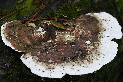 Lumpy Bracket Fungus (Trametes gibbosa) Growing on a fallen, moss/fern-covered hardwood in in the Chattahoochee-Oconee National Forest/Keown Falls Trail in Walker County, Georgia, US.
https://www.jungledragon.com/image/64688/lumpy_bracket_fungus_trametes_gibbosa.html
https://www.jungledragon.com/image/64689/lumpy_bracket_fungus_trametes_gibbosa.html
https://www.jungledragon.com/image/64691/lumpy_bracket_fungus_trametes_gibbosa.html Geotagged,Lumpy bracket,Trametes gibbosa,United States,Winter