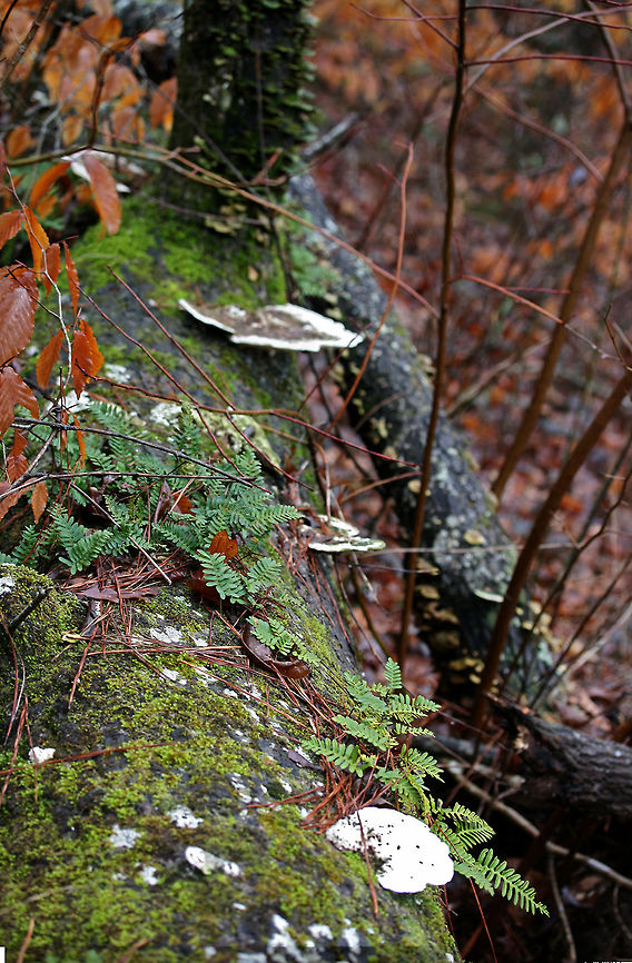 Lumpy Bracket Fungus (Trametes gibbosa) Growing on a fallen, moss/fern-covered hardwood in in the Chattahoochee-Oconee National Forest/Keown Falls Trail in Walker County, Georgia, US.<br />
<figure class="photo"><a href="https://www.jungledragon.com/image/64687/lumpy_bracket_fungus_trametes_gibbosa.html" title="Lumpy Bracket Fungus (Trametes gibbosa)"><img src="https://s3.amazonaws.com/media.jungledragon.com/images/3231/64687_thumb.jpg?AWSAccessKeyId=05GMT0V3GWVNE7GGM1R2&Expires=1759968010&Signature=R29FPk5CCy4sEd8DZ0oodmME6Y8%3D" width="200" height="134" alt="Lumpy Bracket Fungus (Trametes gibbosa) Growing on a fallen, moss/fern-covered hardwood in in the Chattahoochee-Oconee National Forest/Keown Falls Trail in Walker County, Georgia, US.<br />
https://www.jungledragon.com/image/64688/lumpy_bracket_fungus_trametes_gibbosa.html<br />
https://www.jungledragon.com/image/64689/lumpy_bracket_fungus_trametes_gibbosa.html<br />
https://www.jungledragon.com/image/64691/lumpy_bracket_fungus_trametes_gibbosa.html Geotagged,Lumpy bracket,Trametes gibbosa,United States,Winter" /></a></figure><br />
<figure class="photo"><a href="https://www.jungledragon.com/image/64689/lumpy_bracket_fungus_trametes_gibbosa.html" title="Lumpy Bracket Fungus (Trametes gibbosa)"><img src="https://s3.amazonaws.com/media.jungledragon.com/images/3231/64689_thumb.jpg?AWSAccessKeyId=05GMT0V3GWVNE7GGM1R2&Expires=1759968010&Signature=HJNsfD8EnLFh5oJCAy5DKlY5pRI%3D" width="200" height="134" alt="Lumpy Bracket Fungus (Trametes gibbosa) Growing on a fallen, moss/fern-covered hardwood in in the Chattahoochee-Oconee National Forest/Keown Falls Trail in Walker County, Georgia, US.<br />
https://www.jungledragon.com/image/64687/lumpy_bracket_fungus_trametes_gibbosa.html<br />
https://www.jungledragon.com/image/64688/lumpy_bracket_fungus_trametes_gibbosa.html<br />
https://www.jungledragon.com/image/64691/lumpy_bracket_fungus_trametes_gibbosa.html Geotagged,Lumpy bracket,Trametes gibbosa,United States,Winter" /></a></figure><br />
<figure class="photo"><a href="https://www.jungledragon.com/image/64691/lumpy_bracket_fungus_trametes_gibbosa.html" title="Lumpy Bracket Fungus (Trametes gibbosa)"><img src="https://s3.amazonaws.com/media.jungledragon.com/images/3231/64691_thumb.JPG?AWSAccessKeyId=05GMT0V3GWVNE7GGM1R2&Expires=1759968010&Signature=UA%2B%2FD0aj%2FXhyBFQwd4Od1pC7DCo%3D" width="200" height="134" alt="Lumpy Bracket Fungus (Trametes gibbosa) Growing on a fallen, moss/fern-covered hardwood in in the Chattahoochee-Oconee National Forest/Keown Falls Trail in Walker County, Georgia, US.<br />
https://www.jungledragon.com/image/64687/lumpy_bracket_fungus_trametes_gibbosa.html<br />
https://www.jungledragon.com/image/64689/lumpy_bracket_fungus_trametes_gibbosa.html<br />
https://www.jungledragon.com/image/64688/lumpy_bracket_fungus_trametes_gibbosa.html Geotagged,Lumpy bracket,Trametes gibbosa,United States,Winter" /></a></figure> Geotagged,Lumpy bracket,Trametes gibbosa,United States,Winter