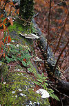 Lumpy Bracket Fungus (Trametes gibbosa) Growing on a fallen, moss/fern-covered hardwood in in the Chattahoochee-Oconee National Forest/Keown Falls Trail in Walker County, Georgia, US.<br />
https://www.jungledragon.com/image/64687/lumpy_bracket_fungus_trametes_gibbosa.html<br />
https://www.jungledragon.com/image/64689/lumpy_bracket_fungus_trametes_gibbosa.html<br />
https://www.jungledragon.com/image/64691/lumpy_bracket_fungus_trametes_gibbosa.html Geotagged,Lumpy bracket,Trametes gibbosa,United States,Winter
