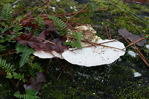 Lumpy Bracket Fungus (Trametes gibbosa) Growing on a fallen, moss/fern-covered hardwood in in the Chattahoochee-Oconee National Forest/Keown Falls Trail in Walker County, Georgia, US.
https://www.jungledragon.com/image/64687/lumpy_bracket_fungus_trametes_gibbosa.html
https://www.jungledragon.com/image/64688/lumpy_bracket_fungus_trametes_gibbosa.html
https://www.jungledragon.com/image/64691/lumpy_bracket_fungus_trametes_gibbosa.html Geotagged,Lumpy bracket,Trametes gibbosa,United States,Winter