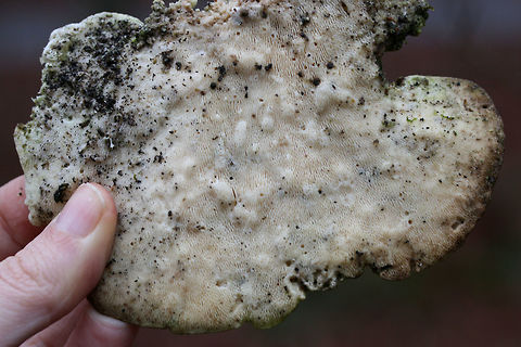 Lumpy Bracket Fungus (Trametes gibbosa) Growing on a fallen, moss/fern-covered hardwood in in the Chattahoochee-Oconee National Forest/Keown Falls Trail in Walker County, Georgia, US.
https://www.jungledragon.com/image/64687/lumpy_bracket_fungus_trametes_gibbosa.html
https://www.jungledragon.com/image/64689/lumpy_bracket_fungus_trametes_gibbosa.html
https://www.jungledragon.com/image/64688/lumpy_bracket_fungus_trametes_gibbosa.html Geotagged,Lumpy bracket,Trametes gibbosa,United States,Winter