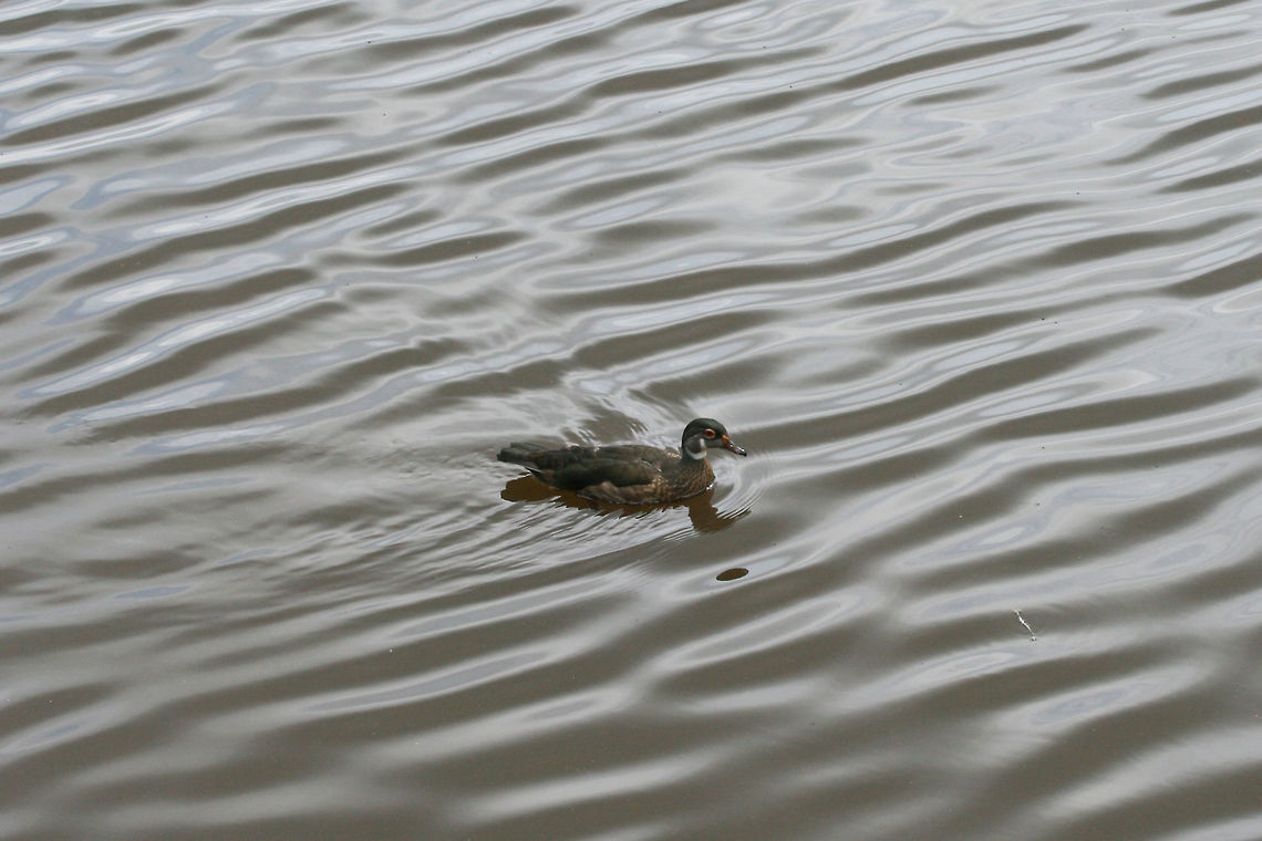Wood Duck (Aix sponsa) In a wetland habitat in Gwinnett County, GA.<br />
<br />
The day I only had my macro lens! :D So much regret! Aix sponsa,Geotagged,Summer,United States,Wood duck,duck,wetland,wetlands