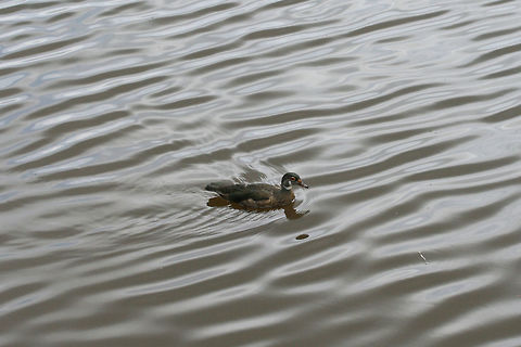 Wood Duck (Aix sponsa) In a wetland habitat in Gwinnett County, GA.

The day I only had my macro lens! :D So much regret! Aix sponsa,Geotagged,Summer,United States,Wood duck,duck,wetland,wetlands