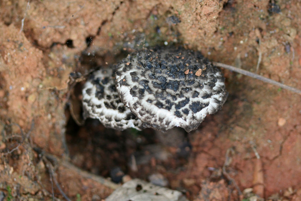Old Man of the Woods (Strobilomyces sp.) Growing beneath hardwoods on a forest trail near a wetland habitat in Gwinnett County, GA.<br />
<br />
Chemical Analysis:<br />
Iron Salts: Gray to blue on pileus. Gray to blue on flesh.<br />
KOH: Deep red on pileus. Brownish orange on flesh.<br />
Ammonia: Light yellow to erasing on pileus. Geotagged,Old Man of the Woods,Strobilomyces,Summer,United States