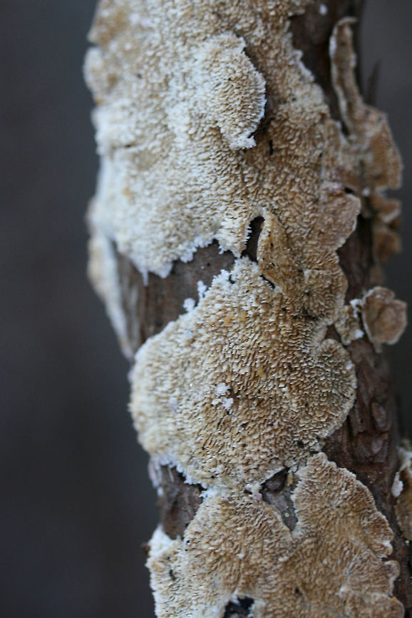 Trichaptum abietinum (resupinate form) Growing on dead pine bark at the edge of a dense mixed hardwood/coniferous forest in NW Georgia (Gordon County), US. <br />
<figure class="photo"><a href="https://www.jungledragon.com/image/64729/trichaptum_abietinum_resupinate_form.html" title="Trichaptum abietinum (resupinate form)"><img src="https://s3.amazonaws.com/media.jungledragon.com/images/3231/64729_thumb.jpg?AWSAccessKeyId=05GMT0V3GWVNE7GGM1R2&Expires=1759968010&Signature=H2wB1H0zUPSCDeGgSon0pwAon5M%3D" width="102" height="152" alt="Trichaptum abietinum (resupinate form) Growing on dead pine bark at the edge of a dense mixed hardwood/coniferous forest in NW Georgia (Gordon County), US.<br />
https://www.jungledragon.com/image/64728/trichaptum_abietinum_resupinate_form.html Geotagged,Trichaptum abietinum,United States,Winter" /></a></figure> Geotagged,Trichaptum abietinum,United States,Winter