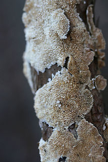 Trichaptum abietinum (resupinate form) Growing on dead pine bark at the edge of a dense mixed hardwood/coniferous forest in NW Georgia (Gordon County), US. 
https://www.jungledragon.com/image/64729/trichaptum_abietinum.html Geotagged,Trichaptum abietinum,United States,Winter