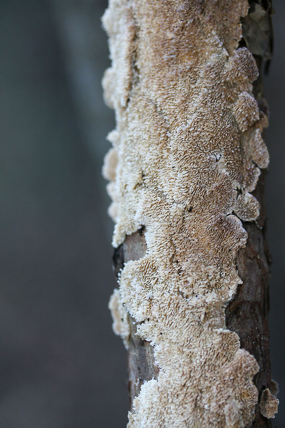 Trichaptum abietinum (resupinate form) Growing on dead pine bark at the edge of a dense mixed hardwood/coniferous forest in NW Georgia (Gordon County), US.<br />
<figure class="photo"><a href="https://www.jungledragon.com/image/64728/trichaptum_abietinum_resupinate_form.html" title="Trichaptum abietinum (resupinate form)"><img src="https://s3.amazonaws.com/media.jungledragon.com/images/3231/64728_thumb.jpg?AWSAccessKeyId=05GMT0V3GWVNE7GGM1R2&Expires=1769040010&Signature=yxLuDqBYBIOuhxwNPVOizaAVJN0%3D" width="102" height="152" alt="Trichaptum abietinum (resupinate form) Growing on dead pine bark at the edge of a dense mixed hardwood/coniferous forest in NW Georgia (Gordon County), US. <br />
https://www.jungledragon.com/image/64729/trichaptum_abietinum.html Geotagged,Trichaptum abietinum,United States,Winter" /></a></figure> Geotagged,Trichaptum abietinum,United States,Winter