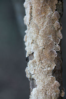 Trichaptum abietinum (resupinate form) Growing on dead pine bark at the edge of a dense mixed hardwood/coniferous forest in NW Georgia (Gordon County), US.
https://www.jungledragon.com/image/64728/trichaptum_abietinum_resupinate_form.html Geotagged,Trichaptum abietinum,United States,Winter