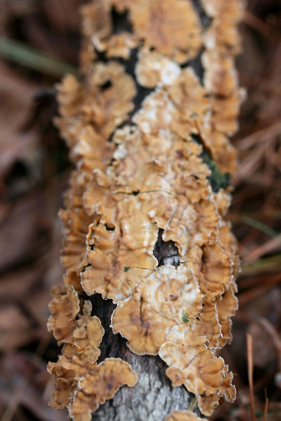 Stereum complicatum Growing on a hardwood branch in a public park in Northwest Georgia (Floyd County), US.<br />
<br />
This species if very similar to Stereum hirsutum. Stereum complicatum tends to  be slightly more orange, but there are intergrading forms between the two species. Some mycologists, therefore, treat S. complicatum and S. hirsutum as one in the same. <br />
<figure class="photo"><a href="https://www.jungledragon.com/image/64736/stereum_complicatum_pileal_surfaces.html" title="Stereum complicatum (Pileal Surfaces)"><img src="https://s3.amazonaws.com/media.jungledragon.com/images/3231/64736_thumb.JPG?AWSAccessKeyId=05GMT0V3GWVNE7GGM1R2&Expires=1767225610&Signature=tRd81P6b7g69upWNh6%2Bjcug2OYo%3D" width="200" height="134" alt="Stereum complicatum (Pileal Surfaces) Growing on a hardwood branch in a public park in Northwest Georgia (Floyd County), US.<br />
<br />
This species if very similar to Stereum hirsutum. Stereum complicatum tends to be slightly more orange, but there are intergrading forms between the two species. Some mycologists, therefore, treat S. complicatum and S. hirsutum as one in the same.<br />
https://www.jungledragon.com/image/64733/stereum_complicatum.html<br />
https://www.jungledragon.com/image/64734/stereum_complicatum.html Geotagged,Stereum complicatum,Stereum rameale,United States,Winter" /></a></figure><br />
<figure class="photo"><a href="https://www.jungledragon.com/image/64734/stereum_complicatum.html" title="Stereum complicatum"><img src="https://s3.amazonaws.com/media.jungledragon.com/images/3231/64734_thumb.jpg?AWSAccessKeyId=05GMT0V3GWVNE7GGM1R2&Expires=1767225610&Signature=kcZhMeEgwkwjZl8lk9HOVtHqC28%3D" width="200" height="134" alt="Stereum complicatum Growing on a hardwood branch in a public park in Northwest Georgia (Floyd County), US.<br />
<br />
This species if very similar to Stereum hirsutum. Stereum complicatum tends to be slightly more orange, but there are intergrading forms between the two species. Some mycologists, therefore, treat S. complicatum and S. hirsutum as one in the same.<br />
https://www.jungledragon.com/image/64733/stereum_complicatum.html<br />
https://www.jungledragon.com/image/64736/stereum_complicatum.html Geotagged,Stereum complicatum,Stereum rameale,United States,Winter" /></a></figure> Geotagged,Stereum complicatum,Stereum rameale,United States,Winter