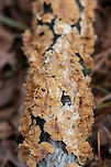Stereum complicatum Growing on a hardwood branch in a public park in Northwest Georgia (Floyd County), US.<br />
<br />
This species if very similar to Stereum hirsutum. Stereum complicatum tends to  be slightly more orange, but there are intergrading forms between the two species. Some mycologists, therefore, treat S. complicatum and S. hirsutum as one in the same. <br />
https://www.jungledragon.com/image/64736/stereum_complicatum.html<br />
https://www.jungledragon.com/image/64734/stereum_complicatum.html Geotagged,Stereum complicatum,Stereum rameale,United States,Winter