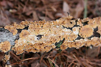 Stereum complicatum Growing on a hardwood branch in a public park in Northwest Georgia (Floyd County), US.<br />
<br />
This species if very similar to Stereum hirsutum. Stereum complicatum tends to be slightly more orange, but there are intergrading forms between the two species. Some mycologists, therefore, treat S. complicatum and S. hirsutum as one in the same.<br />
https://www.jungledragon.com/image/64733/stereum_complicatum.html<br />
https://www.jungledragon.com/image/64736/stereum_complicatum.html Geotagged,Stereum complicatum,Stereum rameale,United States,Winter