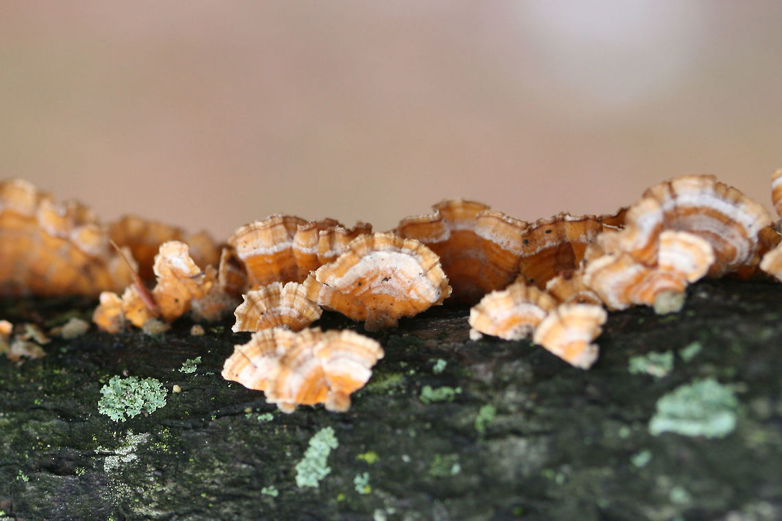 Stereum complicatum (Pileal Surfaces) Growing on a hardwood branch in a public park in Northwest Georgia (Floyd County), US.<br />
<br />
This species if very similar to Stereum hirsutum. Stereum complicatum tends to be slightly more orange, but there are intergrading forms between the two species. Some mycologists, therefore, treat S. complicatum and S. hirsutum as one in the same.<br />
<figure class="photo"><a href="https://www.jungledragon.com/image/64733/stereum_complicatum.html" title="Stereum complicatum"><img src="https://s3.amazonaws.com/media.jungledragon.com/images/3231/64733_thumb.jpg?AWSAccessKeyId=05GMT0V3GWVNE7GGM1R2&Expires=1759968010&Signature=ivPGAzU2Ql544FRrwgZ8fYtET%2Fg%3D" width="102" height="152" alt="Stereum complicatum Growing on a hardwood branch in a public park in Northwest Georgia (Floyd County), US.<br />
<br />
This species if very similar to Stereum hirsutum. Stereum complicatum tends to  be slightly more orange, but there are intergrading forms between the two species. Some mycologists, therefore, treat S. complicatum and S. hirsutum as one in the same. <br />
https://www.jungledragon.com/image/64736/stereum_complicatum.html<br />
https://www.jungledragon.com/image/64734/stereum_complicatum.html Geotagged,Stereum complicatum,Stereum rameale,United States,Winter" /></a></figure><br />
<figure class="photo"><a href="https://www.jungledragon.com/image/64734/stereum_complicatum.html" title="Stereum complicatum"><img src="https://s3.amazonaws.com/media.jungledragon.com/images/3231/64734_thumb.jpg?AWSAccessKeyId=05GMT0V3GWVNE7GGM1R2&Expires=1759968010&Signature=PUE0J1lQqLnZU7tVsDLTmkk6crY%3D" width="200" height="134" alt="Stereum complicatum Growing on a hardwood branch in a public park in Northwest Georgia (Floyd County), US.<br />
<br />
This species if very similar to Stereum hirsutum. Stereum complicatum tends to be slightly more orange, but there are intergrading forms between the two species. Some mycologists, therefore, treat S. complicatum and S. hirsutum as one in the same.<br />
https://www.jungledragon.com/image/64733/stereum_complicatum.html<br />
https://www.jungledragon.com/image/64736/stereum_complicatum.html Geotagged,Stereum complicatum,Stereum rameale,United States,Winter" /></a></figure> Geotagged,Stereum complicatum,Stereum rameale,United States,Winter