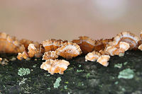 Stereum complicatum (Pileal Surfaces) Growing on a hardwood branch in a public park in Northwest Georgia (Floyd County), US.<br />
<br />
This species if very similar to Stereum hirsutum. Stereum complicatum tends to be slightly more orange, but there are intergrading forms between the two species. Some mycologists, therefore, treat S. complicatum and S. hirsutum as one in the same.<br />
https://www.jungledragon.com/image/64733/stereum_complicatum.html<br />
https://www.jungledragon.com/image/64734/stereum_complicatum.html Geotagged,Stereum complicatum,Stereum rameale,United States,Winter