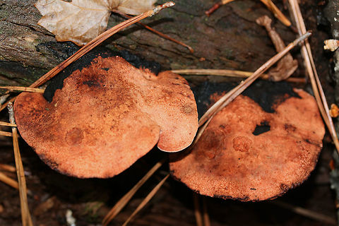 Rosy Conk (Rhodofomes cajanderi) Habitat: Growing gregariously on deadwood at the base of a ridge in a dense mixed hardwood forest (with some pines). Northwest Georgia.

Pore surface: Dirty pink. Tiny pores (a more bumpy appearance than anything).

Stipe: none

Upper surface: Hemispherical with some wavy edges. Salmon to light brown (leather) colored with blackening near attachment points.

Notes: These were bulky, dense fungi. They were quite thick near the attachment points and tapered dramatically towards the edge. Fall,Geotagged,Rhodofomes cajanderi,Rosy Conk,United States