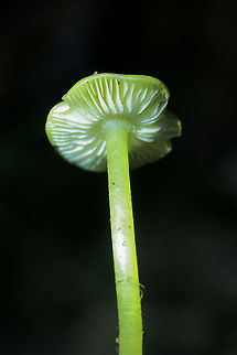 Golden Waxcap (Hygrocybe flavescens) Habitat: Growing in leaf debris at the base of a ridge in a dense mixed hardwood/pine forest. Northwest Georgia.

Gills: white to pale yellow, notched.

Stipe: yellow, somewhat translucent.

Cap: bright (neon) yellow, slick (slightly sticky/moist).

Spore print: white.
https://www.jungledragon.com/image/64742/golden_waxcap_hygrocybe_flavescens.html
https://www.jungledragon.com/image/64740/golden_waxcap_hygrocybe_flavescens.html
https://www.jungledragon.com/image/64741/golden_waxcap_hygrocybe_flavescens.html Fall,Geotagged,Hygrocybe flavescens,United States