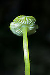 Golden Waxcap (Hygrocybe flavescens) Habitat: Growing in leaf debris at the base of a ridge in a dense mixed hardwood/pine forest. Northwest Georgia.<br />
<br />
Gills: white to pale yellow, notched.<br />
<br />
Stipe: yellow, somewhat translucent.<br />
<br />
Cap: bright (neon) yellow, slick (slightly sticky/moist).<br />
<br />
Spore print: white.<br />
https://www.jungledragon.com/image/64742/golden_waxcap_hygrocybe_flavescens.html<br />
https://www.jungledragon.com/image/64740/golden_waxcap_hygrocybe_flavescens.html<br />
https://www.jungledragon.com/image/64741/golden_waxcap_hygrocybe_flavescens.html Fall,Geotagged,Hygrocybe flavescens,United States