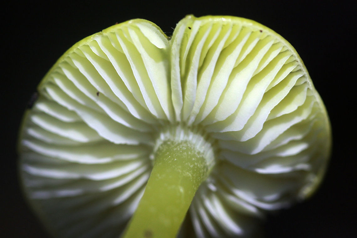 Golden Waxcap (Hygrocybe flavescens) Habitat: Growing in leaf debris at the base of a ridge in a dense mixed hardwood/pine forest. Northwest Georgia.<br />
<br />
Gills: white to pale yellow, notched.<br />
<br />
Stipe: yellow, somewhat translucent.<br />
<br />
Cap: bright (neon) yellow, slick (slightly sticky/moist).<br />
<br />
Spore print: white.<br />
<figure class="photo"><a href="https://www.jungledragon.com/image/64742/golden_waxcap_hygrocybe_flavescens.html" title="Golden Waxcap (Hygrocybe flavescens)"><img src="https://s3.amazonaws.com/media.jungledragon.com/images/3231/64742_thumb.jpg?AWSAccessKeyId=05GMT0V3GWVNE7GGM1R2&Expires=1767225610&Signature=8nE293ssNFtJq6vZCXweLTHSgXI%3D" width="200" height="200" alt="Golden Waxcap (Hygrocybe flavescens) Habitat: Growing in leaf debris at the base of a ridge in a dense mixed hardwood/pine forest. Northwest Georgia.<br />
<br />
Gills: white to pale yellow, notched.<br />
<br />
Stipe: yellow, somewhat translucent.<br />
<br />
Cap: bright (neon) yellow, slick (slightly sticky/moist).<br />
<br />
Spore print: white.<br />
https://www.jungledragon.com/image/64739/golden_waxcap_hygrocybe_flavescens.html<br />
https://www.jungledragon.com/image/64740/golden_waxcap_hygrocybe_flavescens.html<br />
https://www.jungledragon.com/image/64741/golden_waxcap_hygrocybe_flavescens.html Fall,Geotagged,Hygrocybe flavescens,United States" /></a></figure><br />
<figure class="photo"><a href="https://www.jungledragon.com/image/64739/golden_waxcap_hygrocybe_flavescens.html" title="Golden Waxcap (Hygrocybe flavescens)"><img src="https://s3.amazonaws.com/media.jungledragon.com/images/3231/64739_thumb.jpg?AWSAccessKeyId=05GMT0V3GWVNE7GGM1R2&Expires=1767225610&Signature=KAQ5XsnzHNSTJNYr32U6C3ZOjFI%3D" width="102" height="152" alt="Golden Waxcap (Hygrocybe flavescens) Habitat: Growing in leaf debris at the base of a ridge in a dense mixed hardwood/pine forest. Northwest Georgia.<br />
<br />
Gills: white to pale yellow, notched.<br />
<br />
Stipe: yellow, somewhat translucent.<br />
<br />
Cap: bright (neon) yellow, slick (slightly sticky/moist).<br />
<br />
Spore print: white.<br />
https://www.jungledragon.com/image/64742/golden_waxcap_hygrocybe_flavescens.html<br />
https://www.jungledragon.com/image/64740/golden_waxcap_hygrocybe_flavescens.html<br />
https://www.jungledragon.com/image/64741/golden_waxcap_hygrocybe_flavescens.html Fall,Geotagged,Hygrocybe flavescens,United States" /></a></figure><br />
<figure class="photo"><a href="https://www.jungledragon.com/image/64741/golden_waxcap_hygrocybe_flavescens.html" title="Golden Waxcap (Hygrocybe flavescens)"><img src="https://s3.amazonaws.com/media.jungledragon.com/images/3231/64741_thumb.jpg?AWSAccessKeyId=05GMT0V3GWVNE7GGM1R2&Expires=1767225610&Signature=Va1u8fVe3bw95oixdS5uD608gtM%3D" width="200" height="134" alt="Golden Waxcap (Hygrocybe flavescens) Habitat: Growing in leaf debris at the base of a ridge in a dense mixed hardwood/pine forest. Northwest Georgia.<br />
<br />
Gills: white to pale yellow, notched.<br />
<br />
Stipe: yellow, somewhat translucent.<br />
<br />
Cap: bright (neon) yellow, slick (slightly sticky/moist).<br />
<br />
Spore print: white.<br />
https://www.jungledragon.com/image/64742/golden_waxcap_hygrocybe_flavescens.html<br />
https://www.jungledragon.com/image/64740/golden_waxcap_hygrocybe_flavescens.html<br />
https://www.jungledragon.com/image/64739/golden_waxcap_hygrocybe_flavescens.html Fall,Geotagged,Hygrocybe flavescens,United States" /></a></figure> Fall,Geotagged,Hygrocybe flavescens,United States
