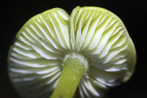 Golden Waxcap (Hygrocybe flavescens) Habitat: Growing in leaf debris at the base of a ridge in a dense mixed hardwood/pine forest. Northwest Georgia.

Gills: white to pale yellow, notched.

Stipe: yellow, somewhat translucent.

Cap: bright (neon) yellow, slick (slightly sticky/moist).

Spore print: white.
https://www.jungledragon.com/image/64742/golden_waxcap_hygrocybe_flavescens.html
https://www.jungledragon.com/image/64739/golden_waxcap_hygrocybe_flavescens.html
https://www.jungledragon.com/image/64741/golden_waxcap_hygrocybe_flavescens.html Fall,Geotagged,Hygrocybe flavescens,United States