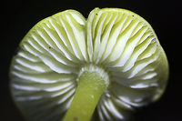 Golden Waxcap (Hygrocybe flavescens) Habitat: Growing in leaf debris at the base of a ridge in a dense mixed hardwood/pine forest. Northwest Georgia.<br />
<br />
Gills: white to pale yellow, notched.<br />
<br />
Stipe: yellow, somewhat translucent.<br />
<br />
Cap: bright (neon) yellow, slick (slightly sticky/moist).<br />
<br />
Spore print: white.<br />
https://www.jungledragon.com/image/64742/golden_waxcap_hygrocybe_flavescens.html<br />
https://www.jungledragon.com/image/64739/golden_waxcap_hygrocybe_flavescens.html<br />
https://www.jungledragon.com/image/64741/golden_waxcap_hygrocybe_flavescens.html Fall,Geotagged,Hygrocybe flavescens,United States