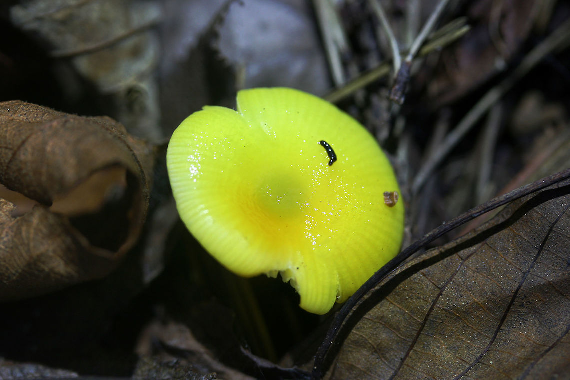 Golden Waxcap (Hygrocybe flavescens) Habitat: Growing in leaf debris at the base of a ridge in a dense mixed hardwood/pine forest. Northwest Georgia.<br />
<br />
Gills: white to pale yellow, notched.<br />
<br />
Stipe: yellow, somewhat translucent.<br />
<br />
Cap: bright (neon) yellow, slick (slightly sticky/moist).<br />
<br />
Spore print: white.<br />
<figure class="photo"><a href="https://www.jungledragon.com/image/64742/golden_waxcap_hygrocybe_flavescens.html" title="Golden Waxcap (Hygrocybe flavescens)"><img src="https://s3.amazonaws.com/media.jungledragon.com/images/3231/64742_thumb.jpg?AWSAccessKeyId=05GMT0V3GWVNE7GGM1R2&Expires=1767225610&Signature=8nE293ssNFtJq6vZCXweLTHSgXI%3D" width="200" height="200" alt="Golden Waxcap (Hygrocybe flavescens) Habitat: Growing in leaf debris at the base of a ridge in a dense mixed hardwood/pine forest. Northwest Georgia.<br />
<br />
Gills: white to pale yellow, notched.<br />
<br />
Stipe: yellow, somewhat translucent.<br />
<br />
Cap: bright (neon) yellow, slick (slightly sticky/moist).<br />
<br />
Spore print: white.<br />
https://www.jungledragon.com/image/64739/golden_waxcap_hygrocybe_flavescens.html<br />
https://www.jungledragon.com/image/64740/golden_waxcap_hygrocybe_flavescens.html<br />
https://www.jungledragon.com/image/64741/golden_waxcap_hygrocybe_flavescens.html Fall,Geotagged,Hygrocybe flavescens,United States" /></a></figure><br />
<figure class="photo"><a href="https://www.jungledragon.com/image/64740/golden_waxcap_hygrocybe_flavescens.html" title="Golden Waxcap (Hygrocybe flavescens)"><img src="https://s3.amazonaws.com/media.jungledragon.com/images/3231/64740_thumb.jpg?AWSAccessKeyId=05GMT0V3GWVNE7GGM1R2&Expires=1767225610&Signature=vMG928SBCks7Oawk9PzIVskfbV8%3D" width="200" height="134" alt="Golden Waxcap (Hygrocybe flavescens) Habitat: Growing in leaf debris at the base of a ridge in a dense mixed hardwood/pine forest. Northwest Georgia.<br />
<br />
Gills: white to pale yellow, notched.<br />
<br />
Stipe: yellow, somewhat translucent.<br />
<br />
Cap: bright (neon) yellow, slick (slightly sticky/moist).<br />
<br />
Spore print: white.<br />
https://www.jungledragon.com/image/64742/golden_waxcap_hygrocybe_flavescens.html<br />
https://www.jungledragon.com/image/64739/golden_waxcap_hygrocybe_flavescens.html<br />
https://www.jungledragon.com/image/64741/golden_waxcap_hygrocybe_flavescens.html Fall,Geotagged,Hygrocybe flavescens,United States" /></a></figure><br />
<figure class="photo"><a href="https://www.jungledragon.com/image/64739/golden_waxcap_hygrocybe_flavescens.html" title="Golden Waxcap (Hygrocybe flavescens)"><img src="https://s3.amazonaws.com/media.jungledragon.com/images/3231/64739_thumb.jpg?AWSAccessKeyId=05GMT0V3GWVNE7GGM1R2&Expires=1767225610&Signature=KAQ5XsnzHNSTJNYr32U6C3ZOjFI%3D" width="102" height="152" alt="Golden Waxcap (Hygrocybe flavescens) Habitat: Growing in leaf debris at the base of a ridge in a dense mixed hardwood/pine forest. Northwest Georgia.<br />
<br />
Gills: white to pale yellow, notched.<br />
<br />
Stipe: yellow, somewhat translucent.<br />
<br />
Cap: bright (neon) yellow, slick (slightly sticky/moist).<br />
<br />
Spore print: white.<br />
https://www.jungledragon.com/image/64742/golden_waxcap_hygrocybe_flavescens.html<br />
https://www.jungledragon.com/image/64740/golden_waxcap_hygrocybe_flavescens.html<br />
https://www.jungledragon.com/image/64741/golden_waxcap_hygrocybe_flavescens.html Fall,Geotagged,Hygrocybe flavescens,United States" /></a></figure> Fall,Geotagged,Hygrocybe flavescens,United States