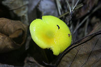 Golden Waxcap (Hygrocybe flavescens) Habitat: Growing in leaf debris at the base of a ridge in a dense mixed hardwood/pine forest. Northwest Georgia.<br />
<br />
Gills: white to pale yellow, notched.<br />
<br />
Stipe: yellow, somewhat translucent.<br />
<br />
Cap: bright (neon) yellow, slick (slightly sticky/moist).<br />
<br />
Spore print: white.<br />
https://www.jungledragon.com/image/64742/golden_waxcap_hygrocybe_flavescens.html<br />
https://www.jungledragon.com/image/64740/golden_waxcap_hygrocybe_flavescens.html<br />
https://www.jungledragon.com/image/64739/golden_waxcap_hygrocybe_flavescens.html Fall,Geotagged,Hygrocybe flavescens,United States